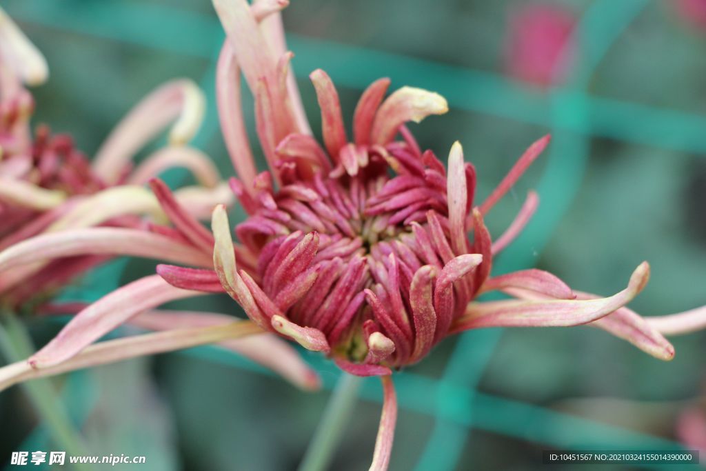 菊花花朵品种