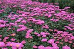 红色菊花花圃