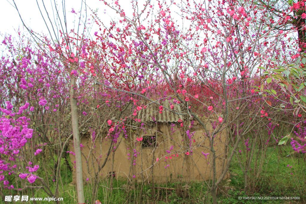 紫荆花间土屋