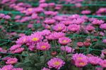 红色雏菊花田