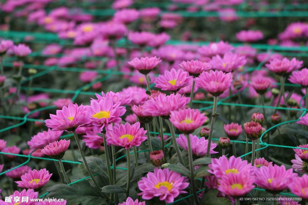 红色雏菊花田