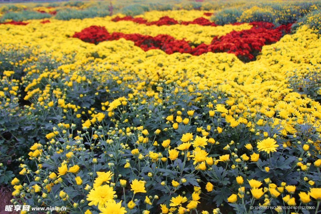 黄色菊花圃