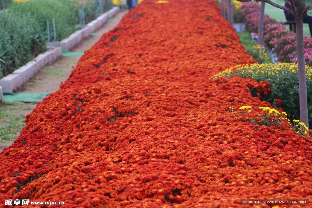 金色菊花花圃