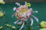 菊花微摄