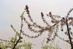 梨花花枝