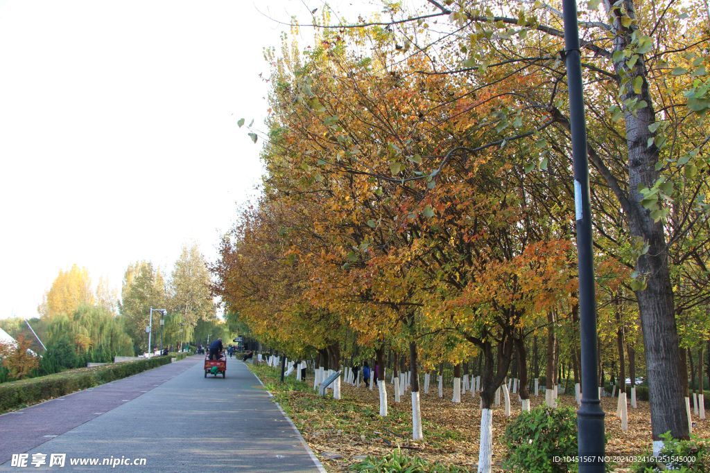 秋季公园路边树木
