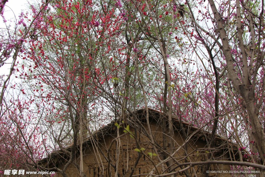 紫荆花间土屋