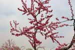 桃花花枝