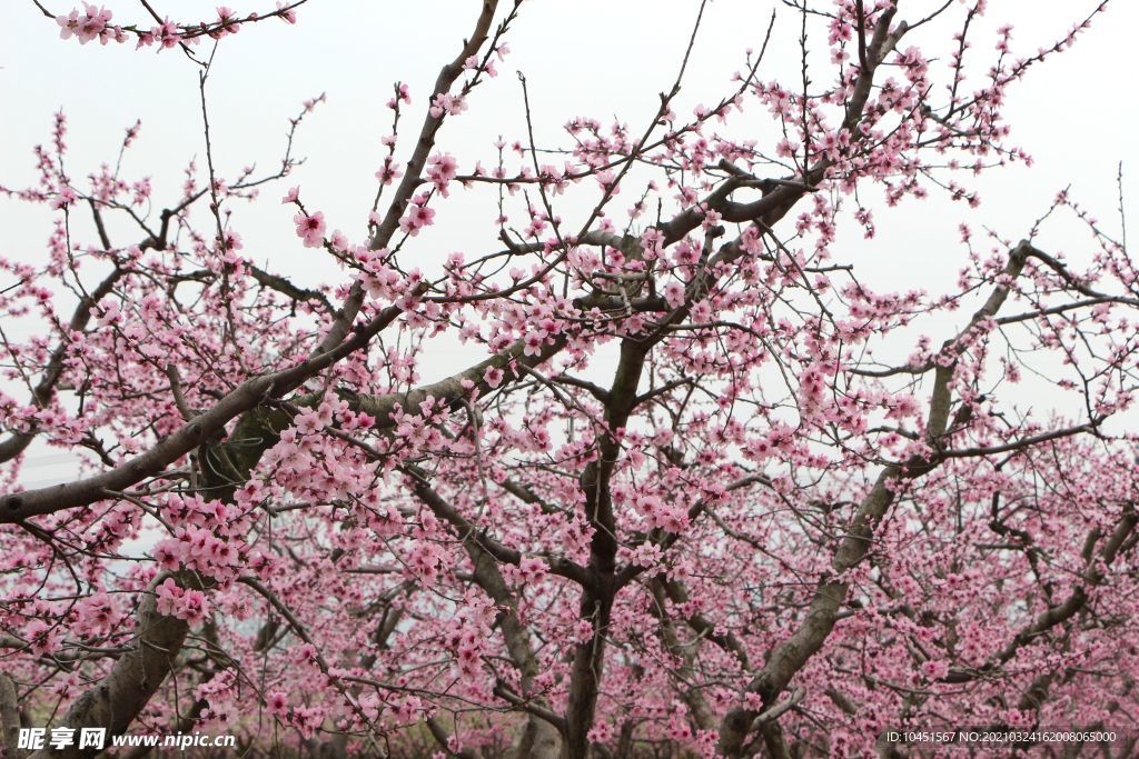 桃花树