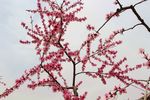 桃花花枝