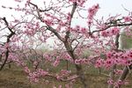 桃花林