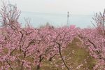 桃花林