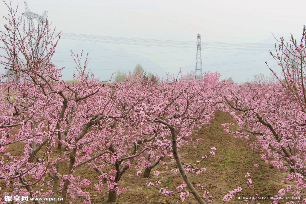 桃花林