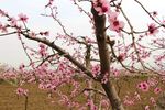 桃花枝