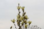 玉兰花花枝