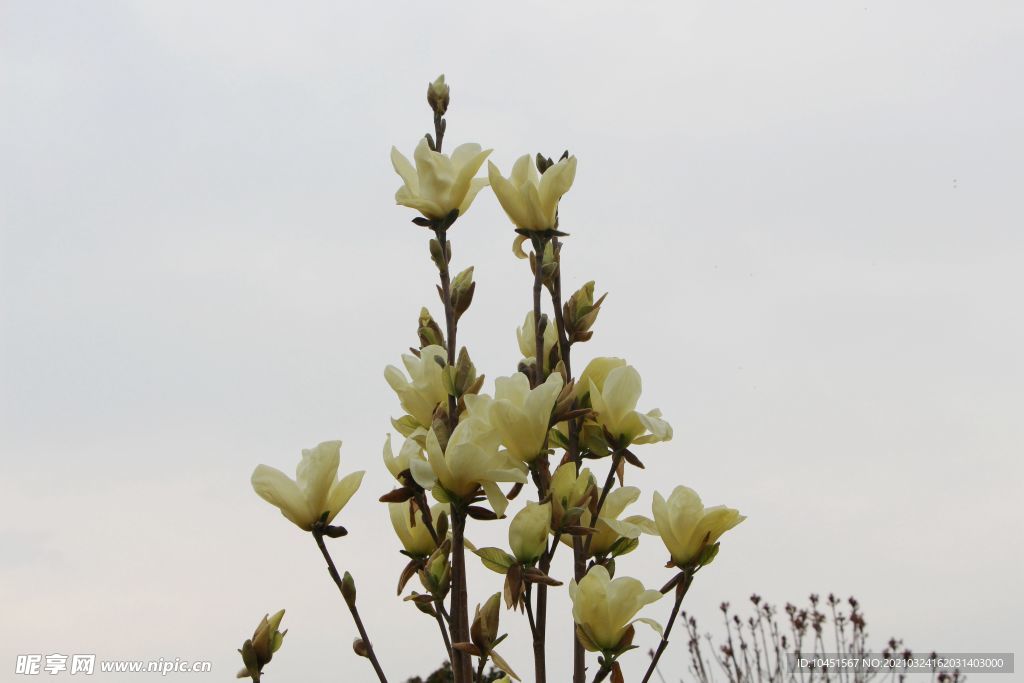 玉兰花花枝