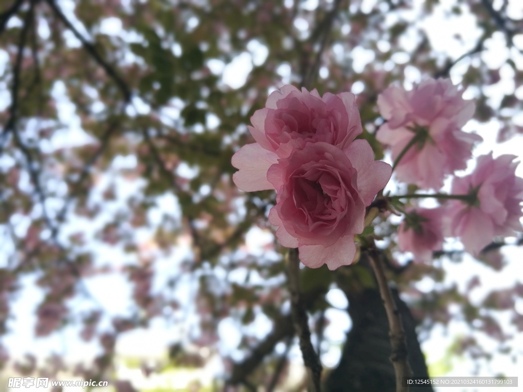 樱花