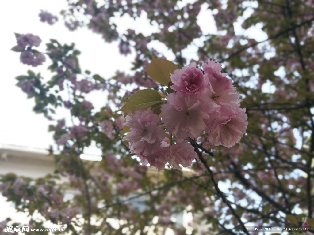樱花