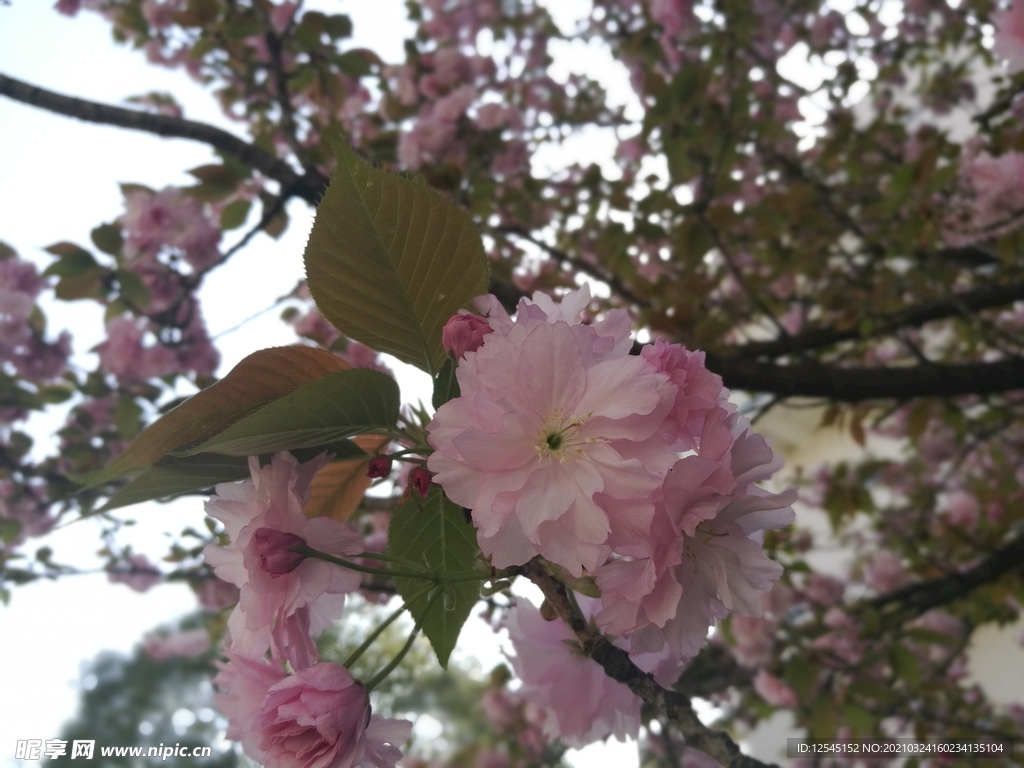 樱花