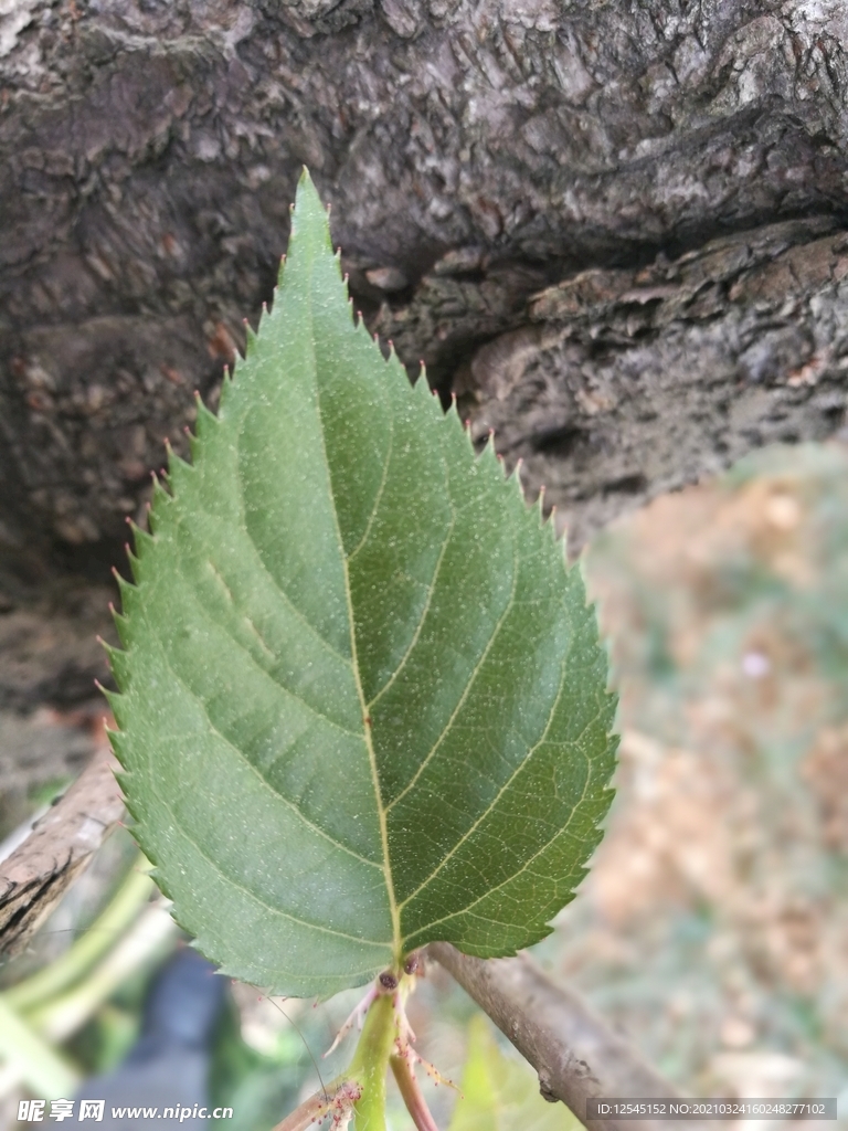 樱花树叶像什么图片