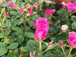 蔷薇花