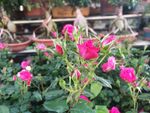 蔷薇花苞