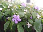 双色茉莉花