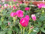 蔷薇花苞