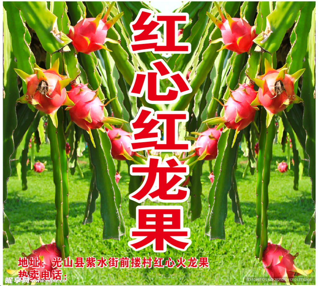火龙果海报
