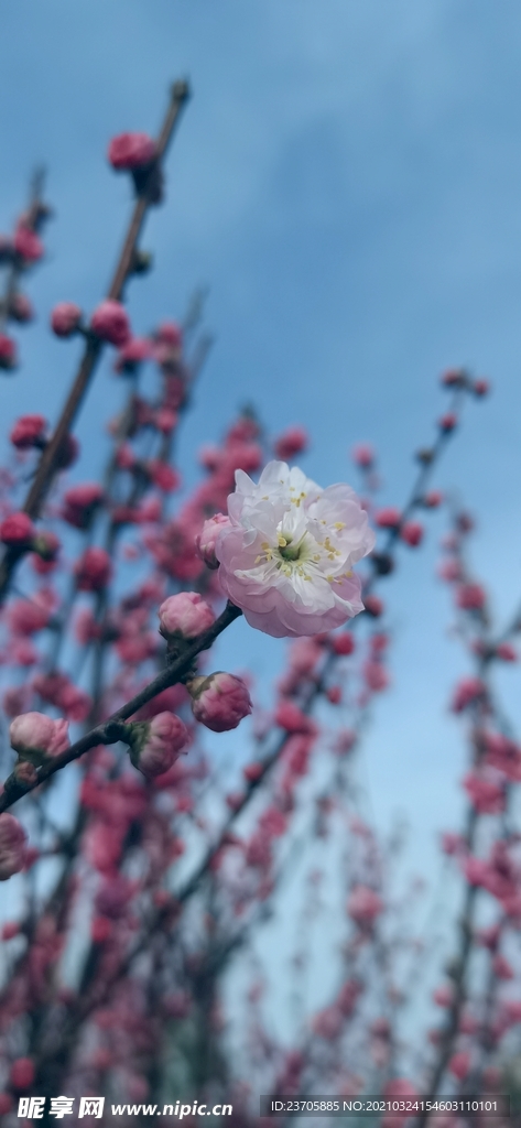 春天的花