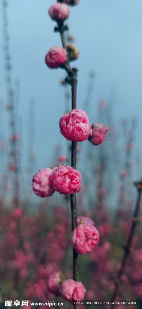 春天的花