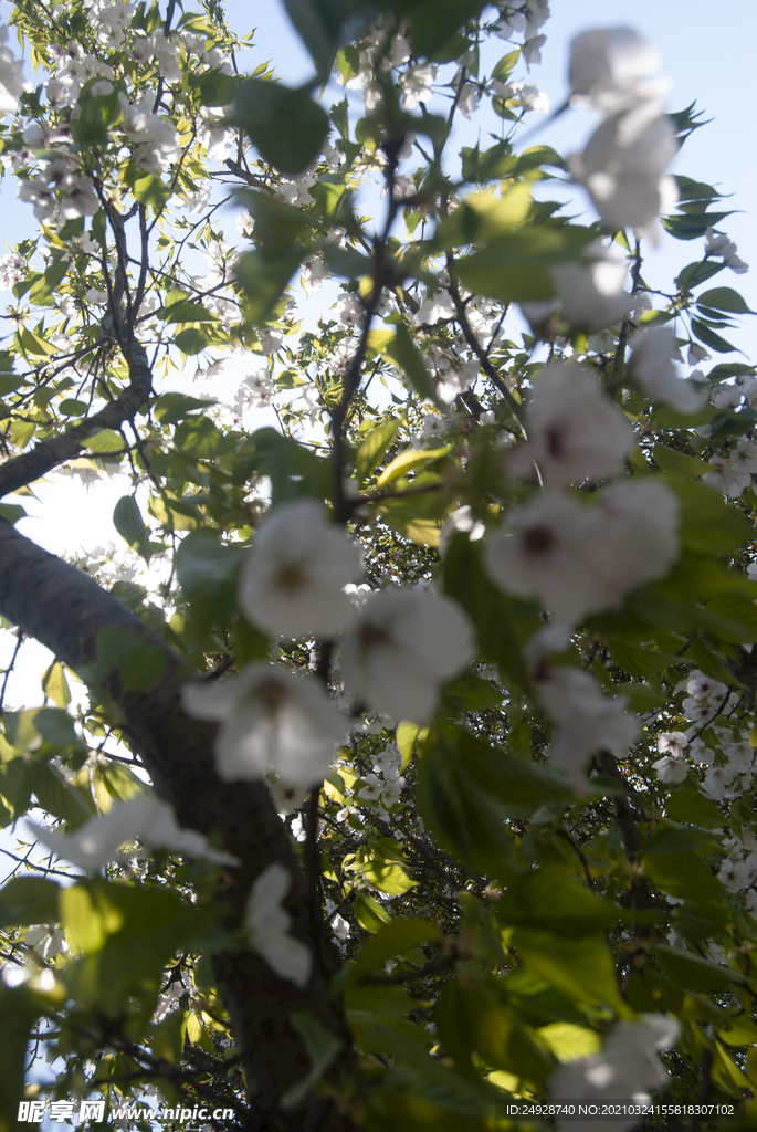 樱花
