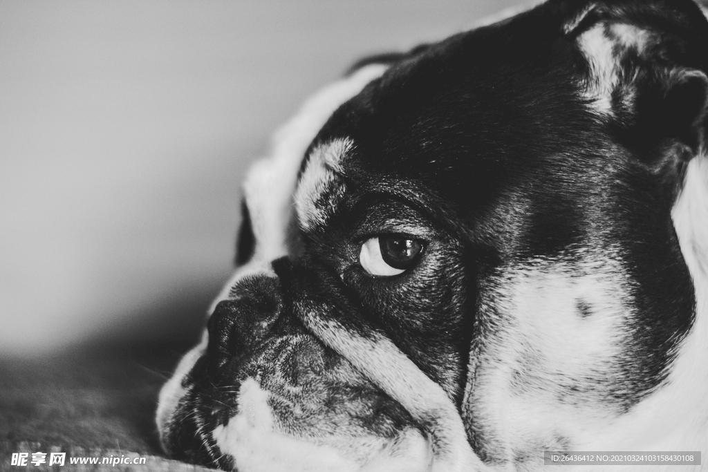 黑白 斗牛犬
