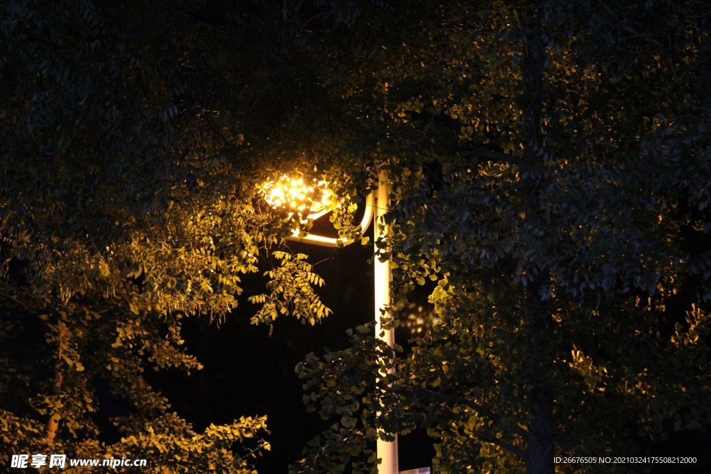 晚上路边的藏在树叶里的灯光