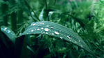 植物特写