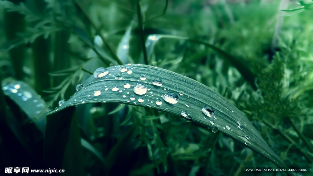 植物特写