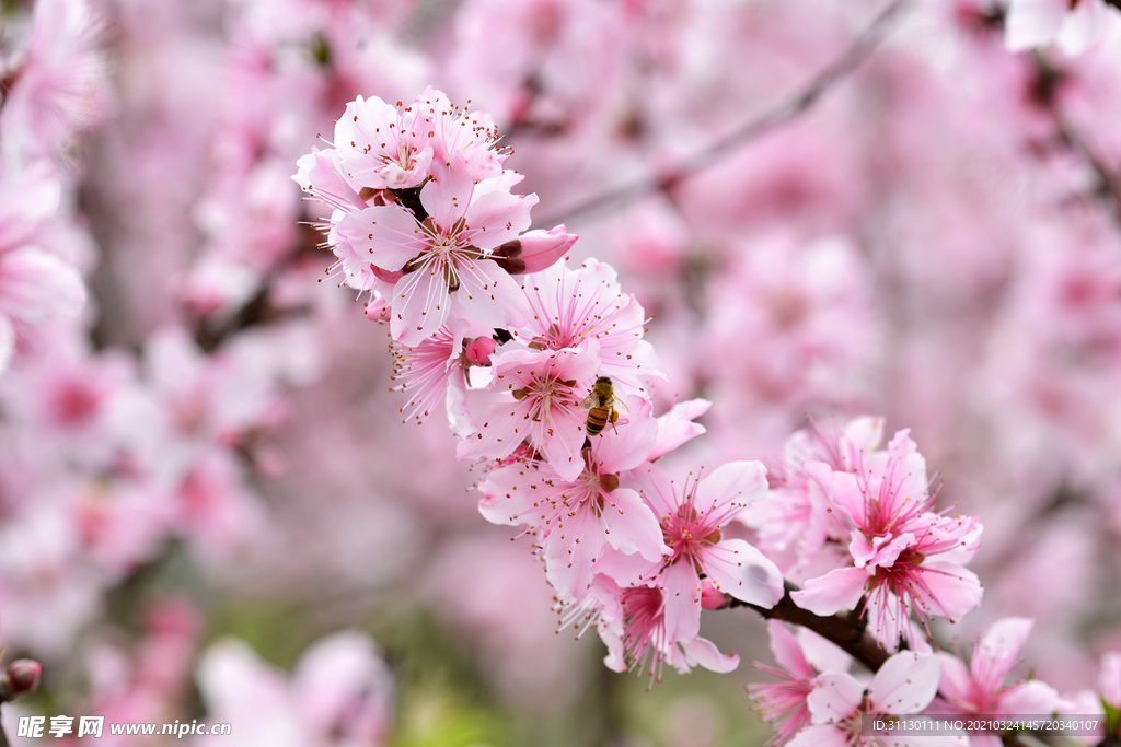 桃花节
