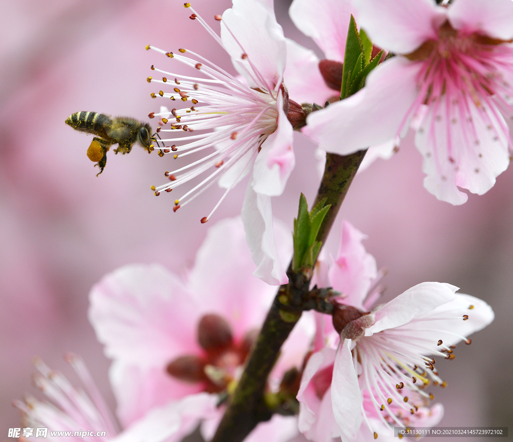 桃花 蜜蜂