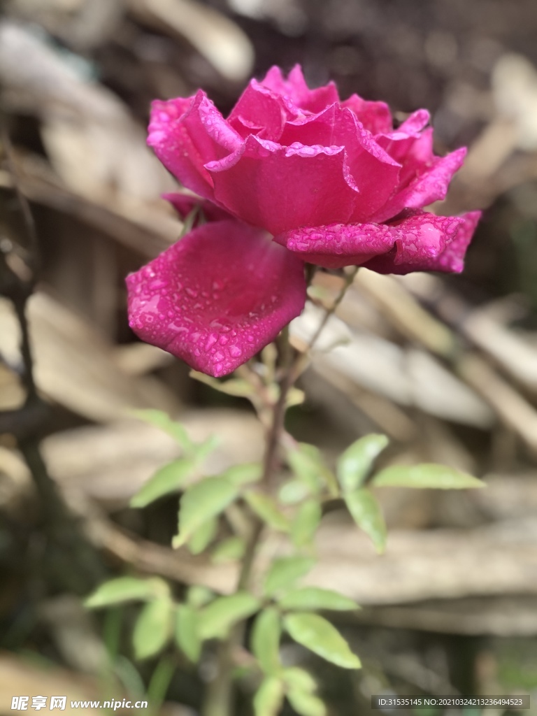 有雨滴的玫瑰花