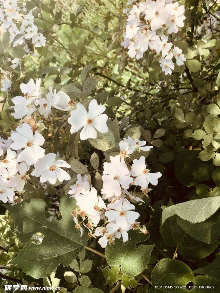 路边荆棘小白花