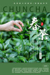 春茶