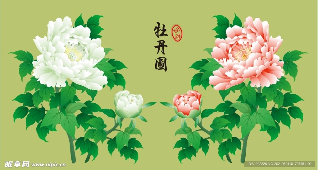 牡丹花