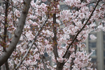 桃花林