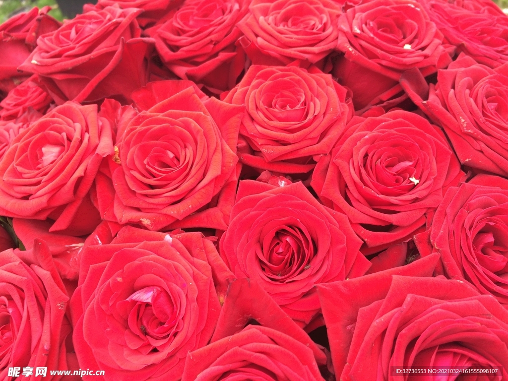 玫瑰花