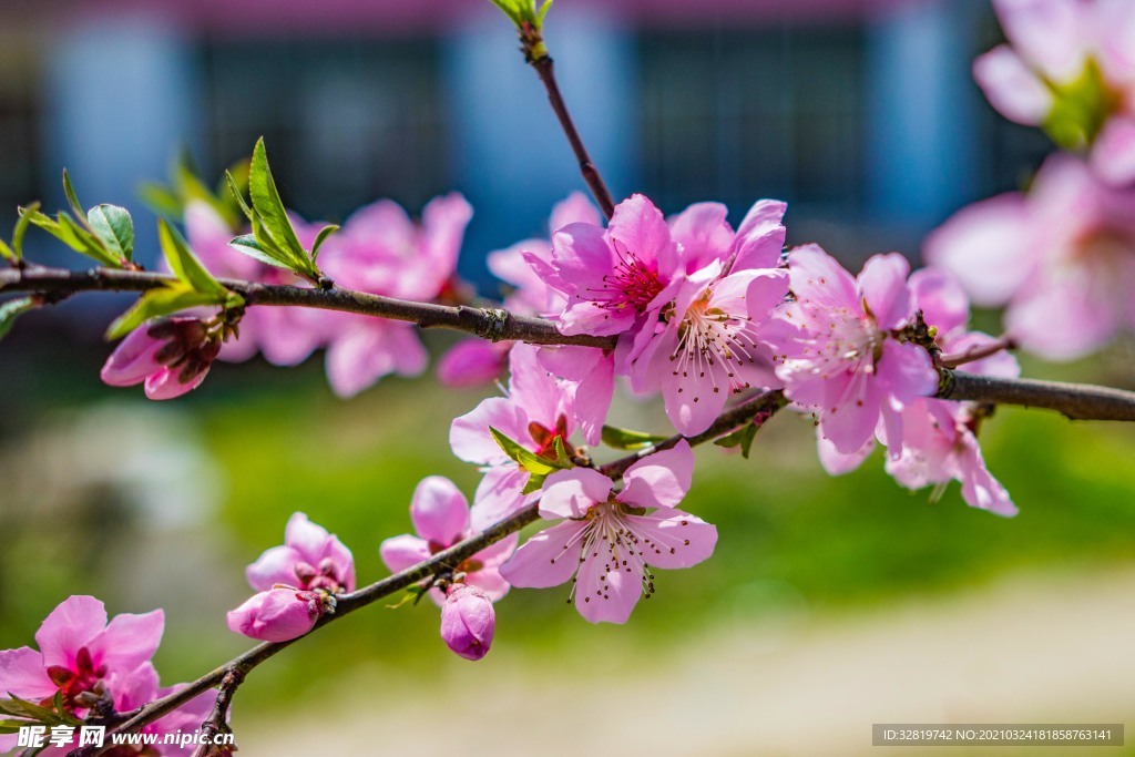 美丽桃花