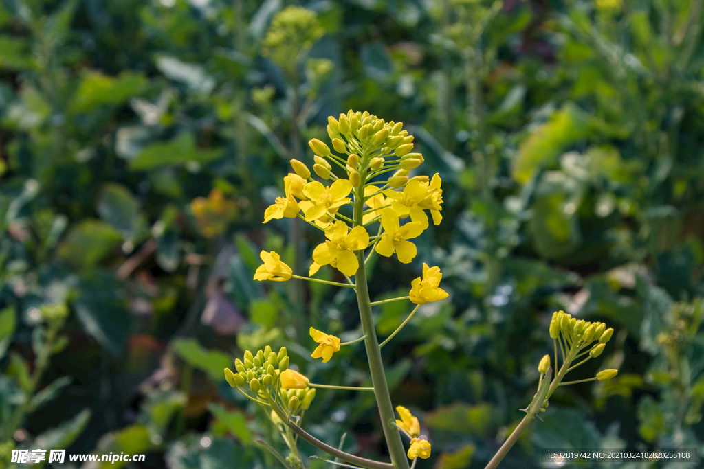 油菜花