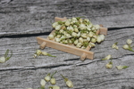茉莉花茶