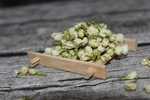 茉莉花茶