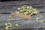 茉莉花茶