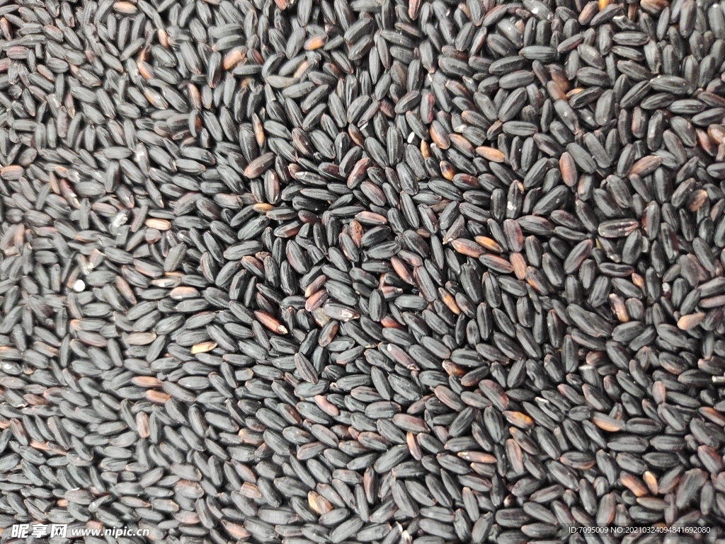 黑米